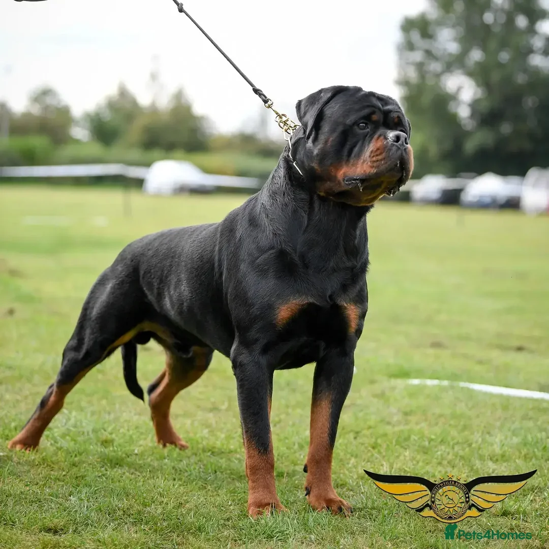 Rottweiler dogs for stud: Rottweiler import Stud (BIG DADDY BRUNO) in Liverpool - Advert 1