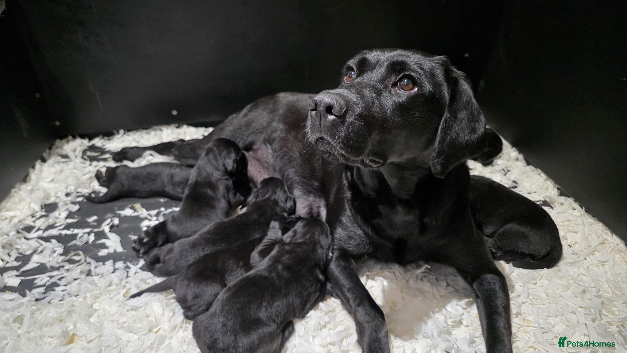 Labrador Retriever dogs GORGEOUS BLACK LABRADOR LITTER,FULLYTESTED PARENTS - Advert 2