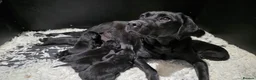 Labrador Retriever dogs for sale: GORGEOUS BLACK LABRADOR LITTER,FULLYTESTED PARENTS - Advert 2