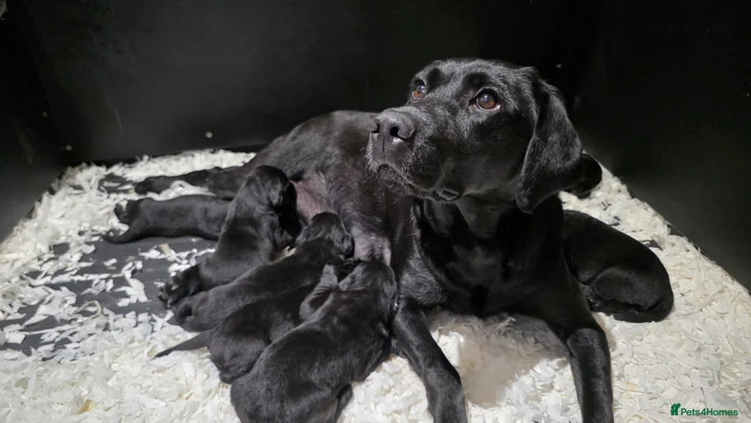 Labrador Retriever dogs for sale: GORGEOUS BLACK LABRADOR LITTER,FULLYTESTED PARENTS - Advert 2