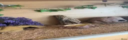 Leopard Gecko reptiles for sale: Female Leopard Gecko - Advert 4