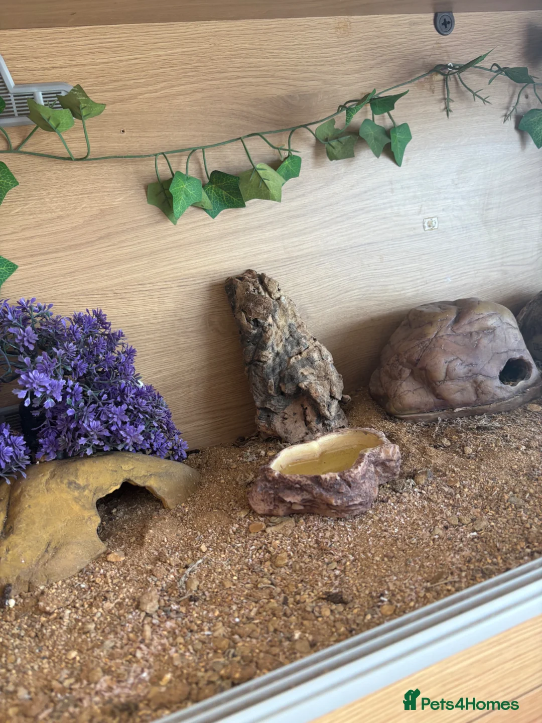 Leopard Gecko reptiles for sale: Female Leopard Gecko - Advert 4