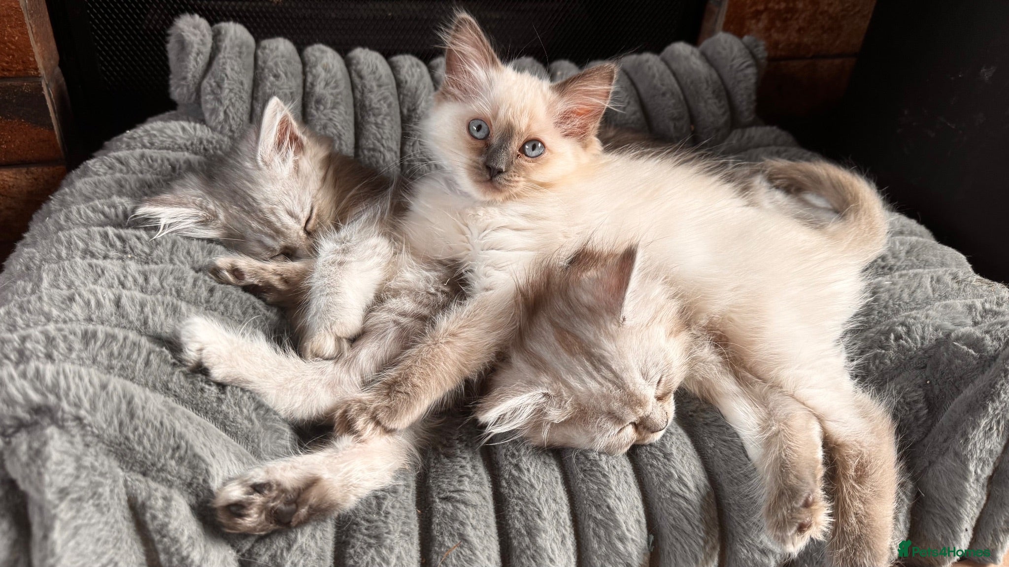 Ragdoll cats ⭐️NOW READY TO LEAVE ⭐️ Gorgeous ragdoll babies  - Advert 8