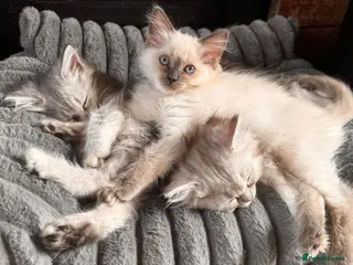 Ragdoll cats ⭐️NOW READY TO LEAVE ⭐️ Gorgeous ragdoll babies - Advert 8