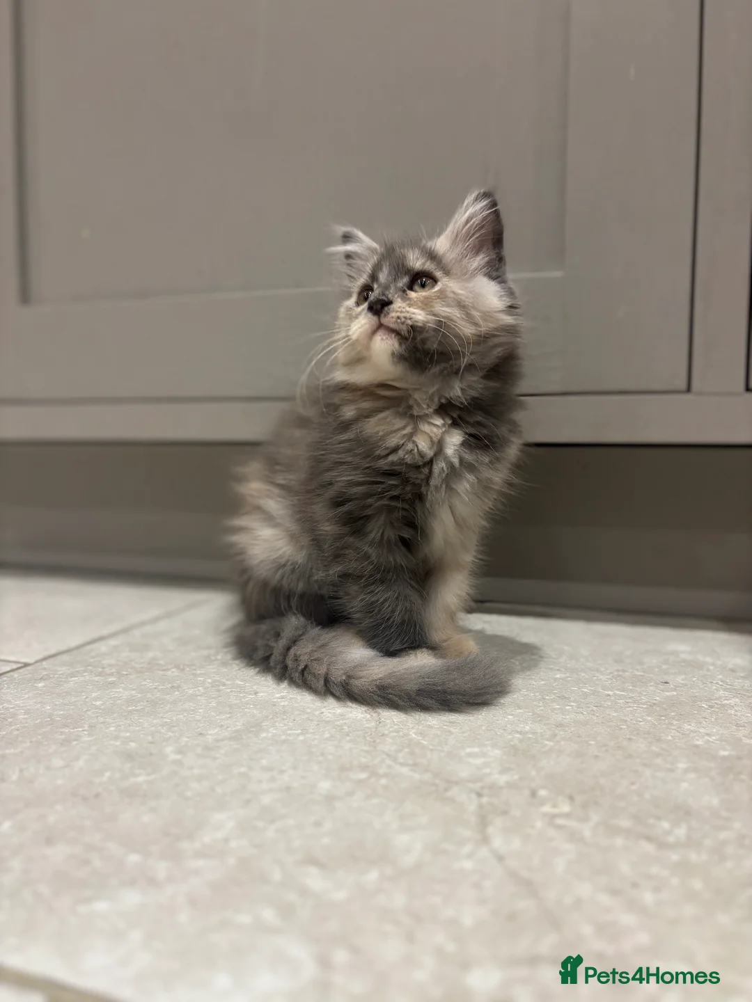 Maine Coon cats for sale: TICA Maine Coon Kittens - ready now - Advert 6