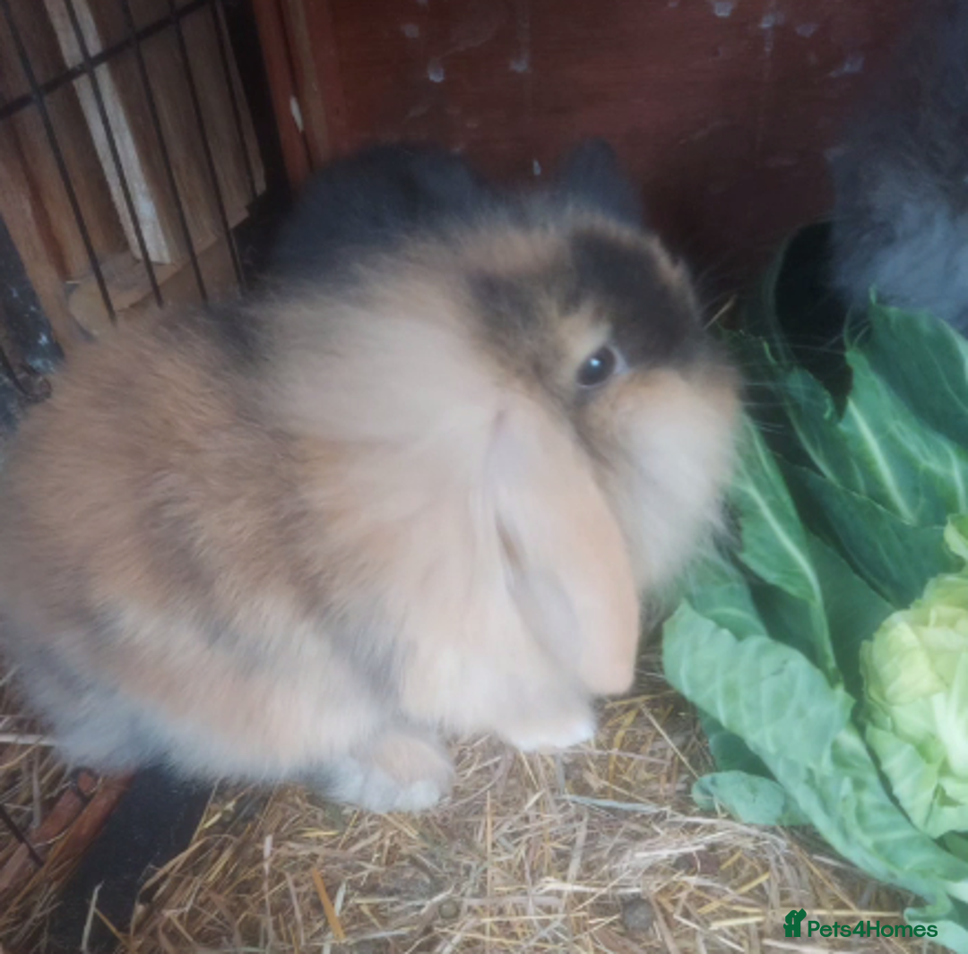Mini Lop rabbits for sale: 3 x Mini Lion Lop Born 1 September Ready in 1 week - Advert 11