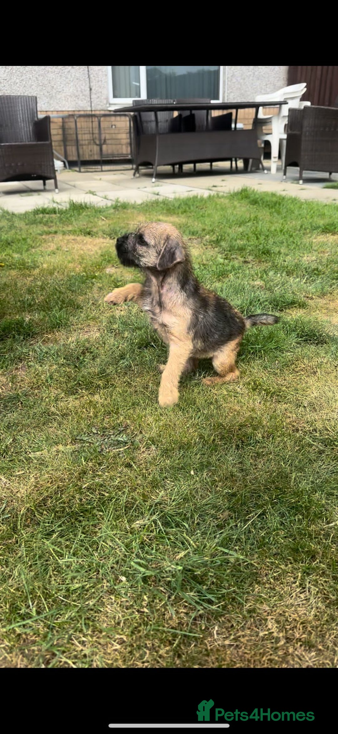 Border Terrier dogs for sale: Border Terrier Pups ready to go vet checked  in Bradford - Image 5