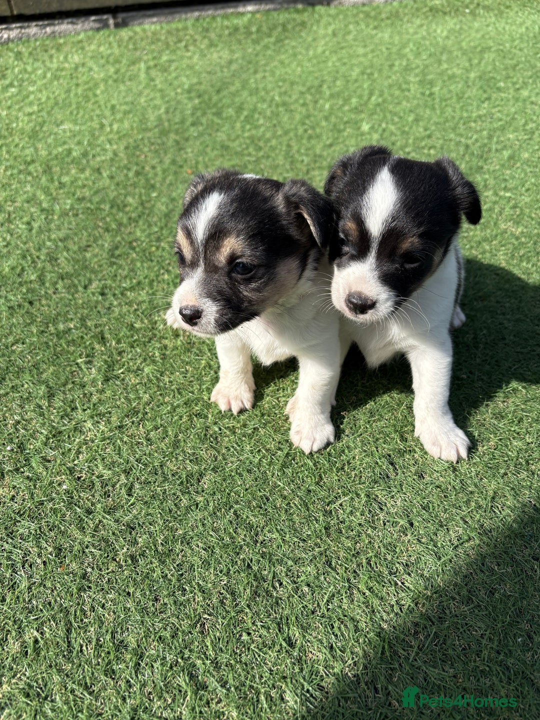 Jack Russell dogs for sale: Jack Russell puppies  - Image 3