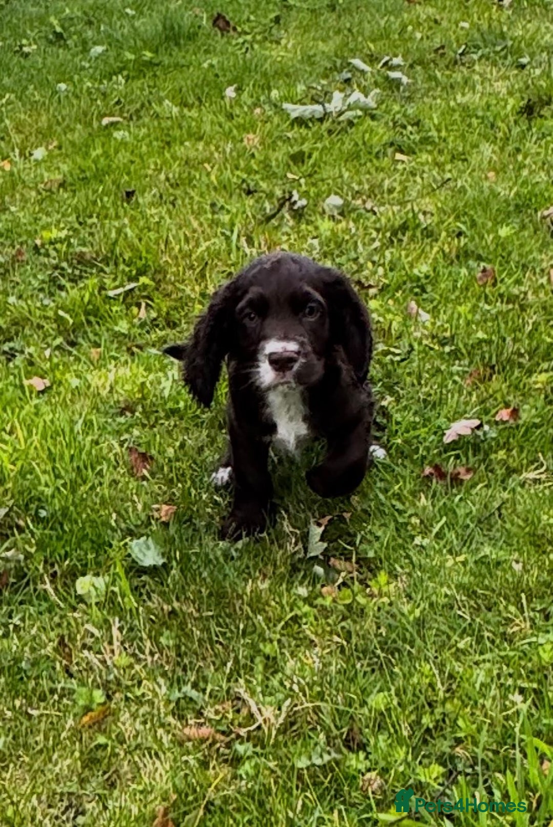 Cocker Spaniel dogs for sale: 2 beautiful Working cocker spaniel pups for sale - Image 7
