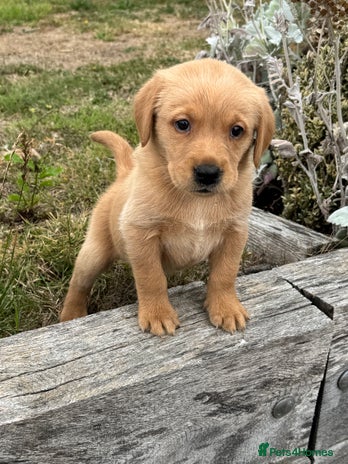 Goldador dogs - Advert 2