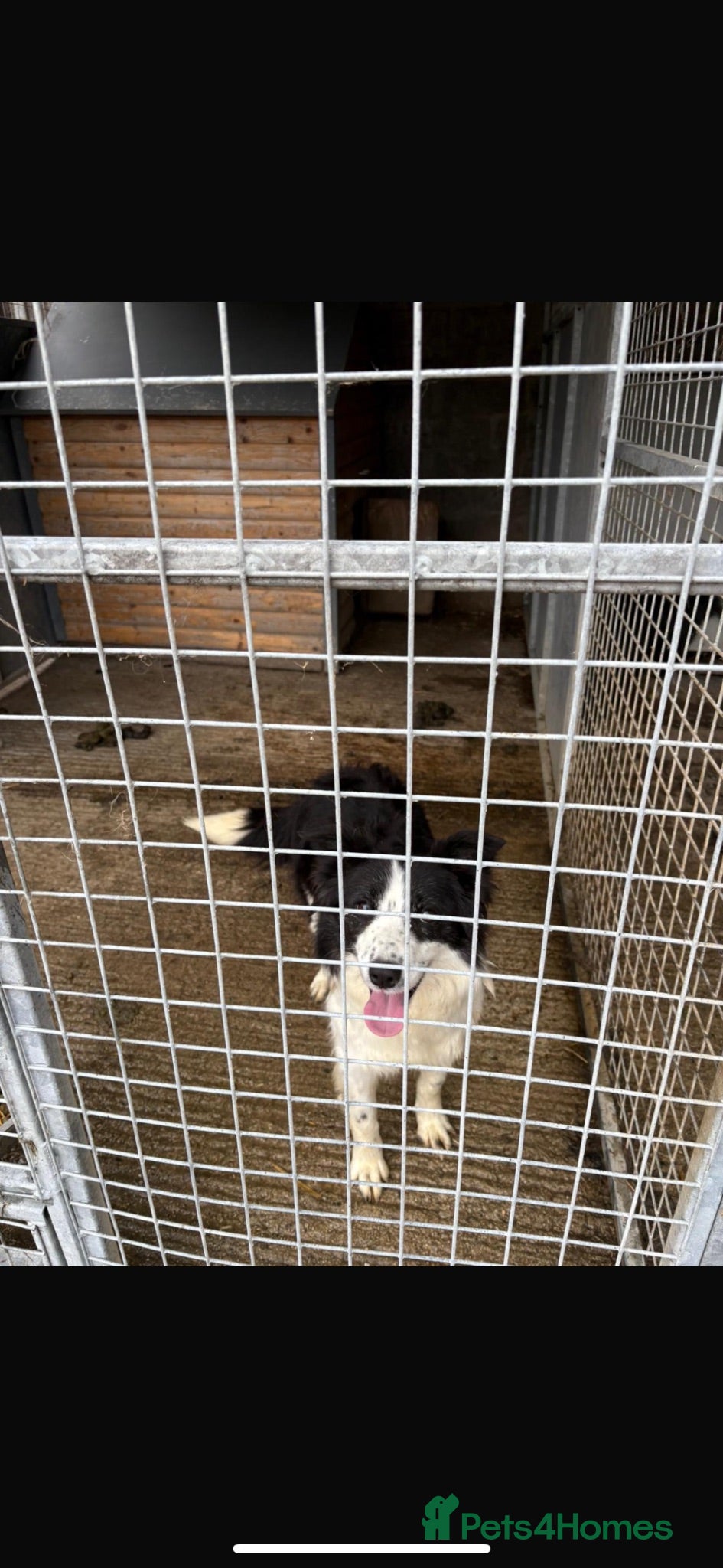 Border Collie dogs Collie dog - Advert 2