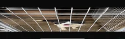 Border Collie dogs for sale: Collie dog in Londonderry - Advert 1