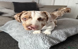 Mixed Breed dogs for sale: Old English bulldogge x miniature dachshund  - Image 5