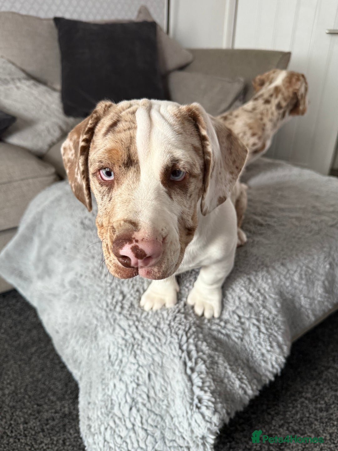 Mixed Breed dogs for sale: Old English bulldogge x miniature dachshund  - Image 5