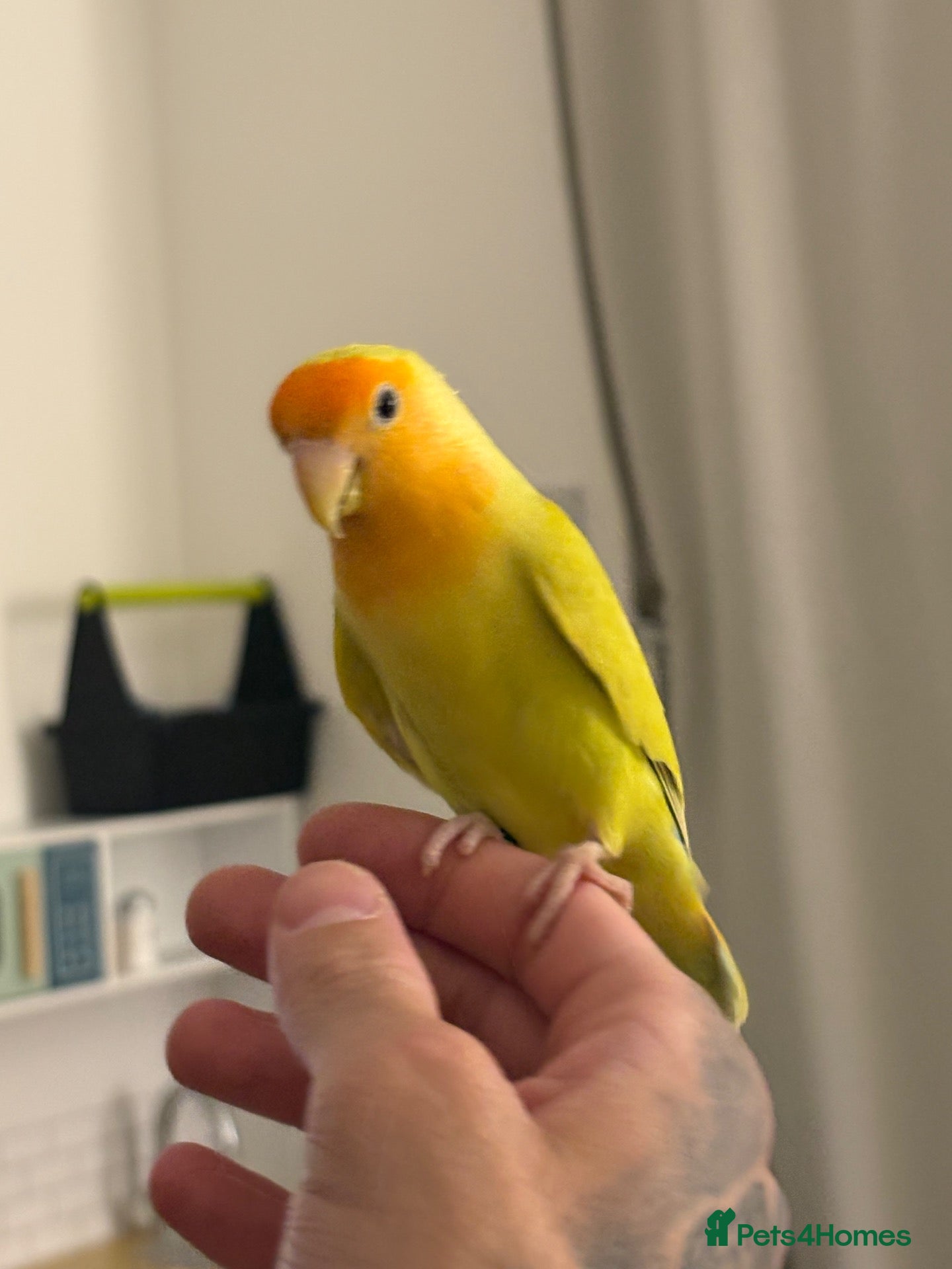 Lovebirds birds Semi tame Rosy-Faced Lovebird - Advert 5