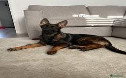 German Shepherd dogs for sale: Female German Shepherd - working line - Advert 33