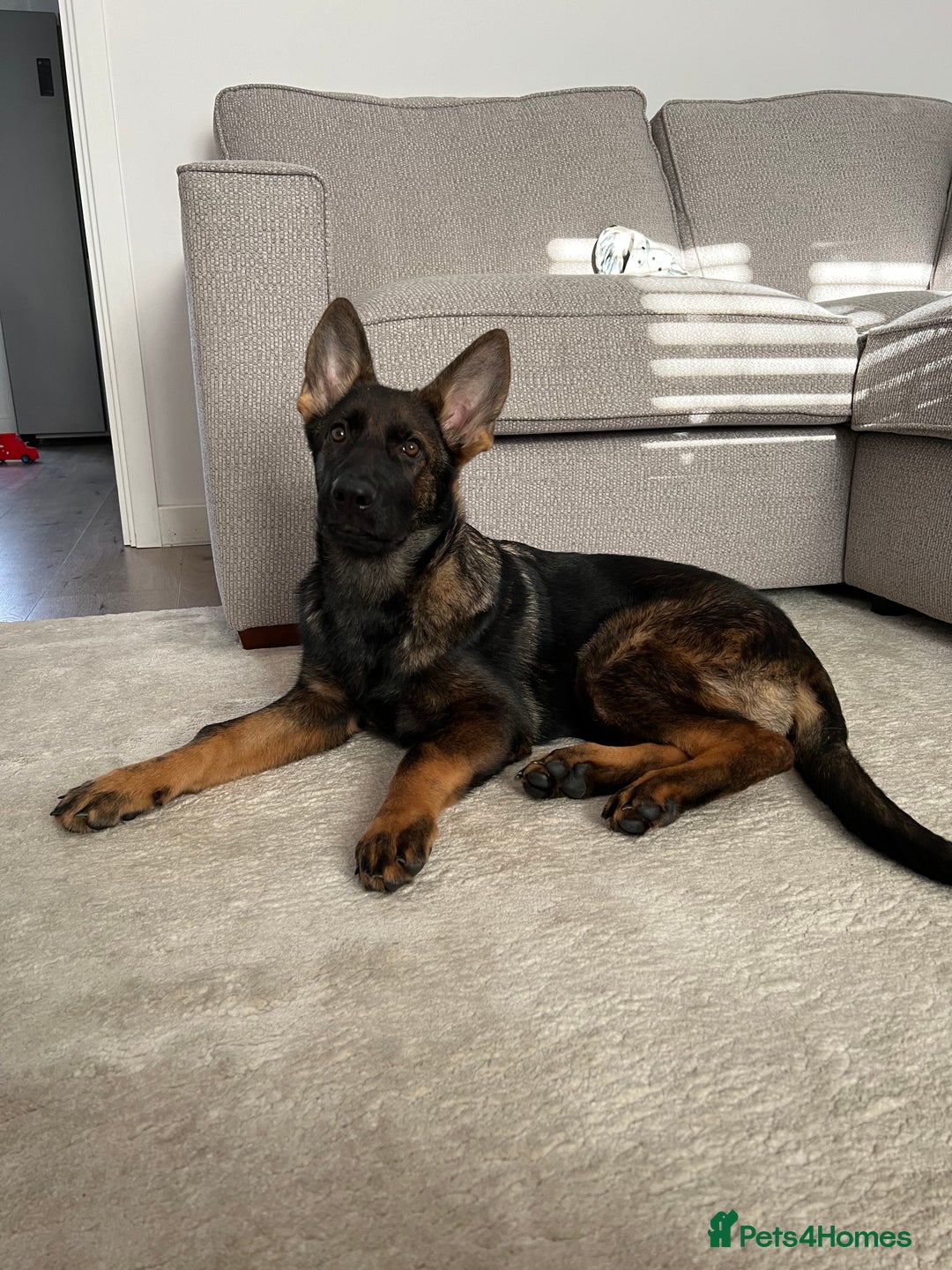 German Shepherd dogs for sale: Female German Shepherd - working line - Advert 33