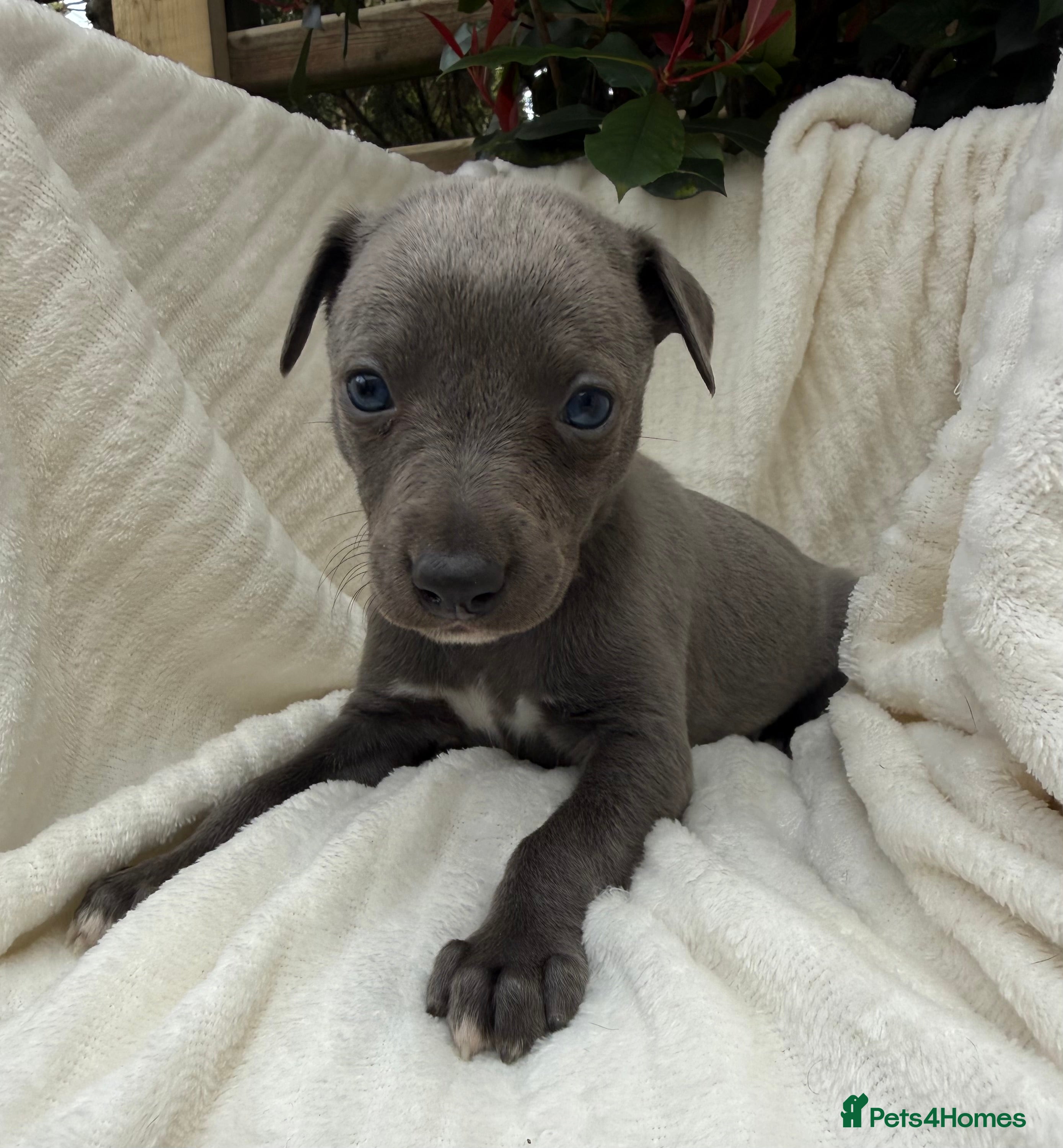 Whippet dogs Small Blue Whippets  - Advert 2