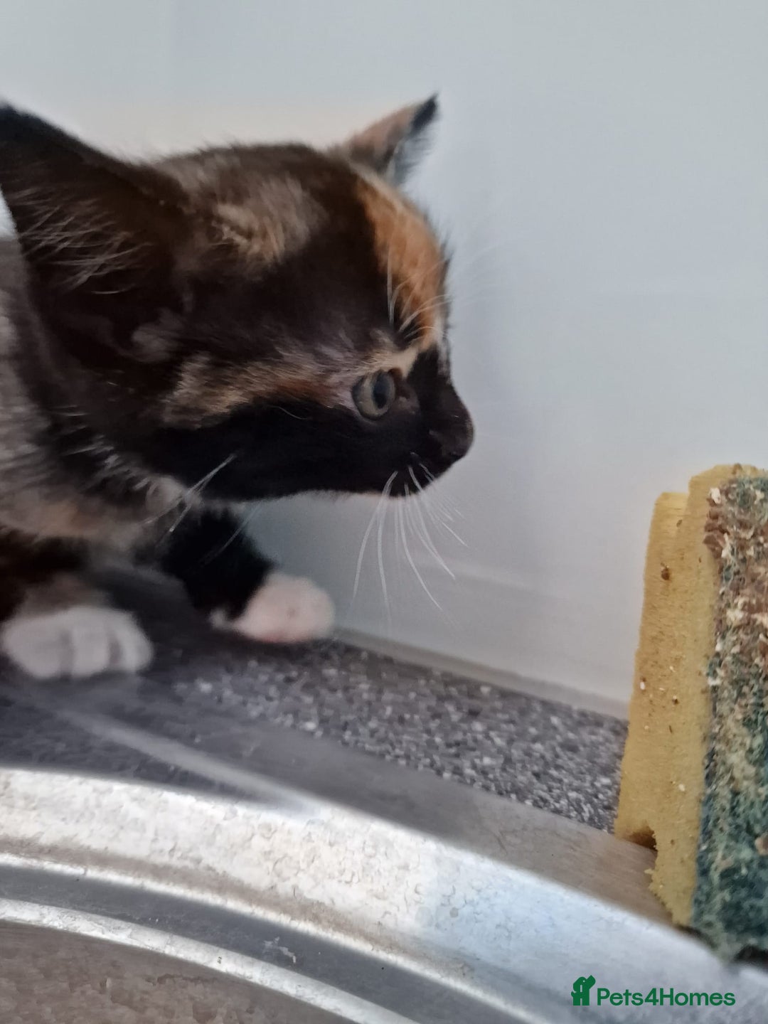 Mixed Breed cats for sale: Very special tortie and white girl - Advert 13