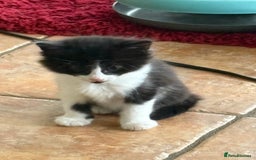 Mixed Breed cats for sale: Beautiful Black and White Kittens - Image 4