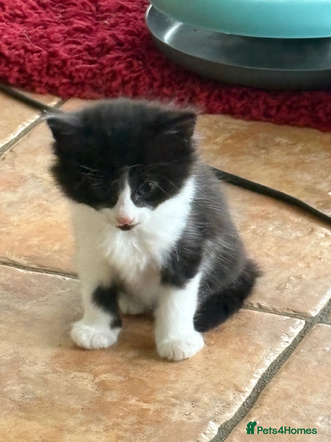 Mixed Breed cats for sale: Beautiful Black and White Kittens - Image 4