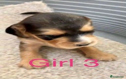 Cocker Spaniel dogs for sale: Kc show extensive health tests beautiful colours - Image 25