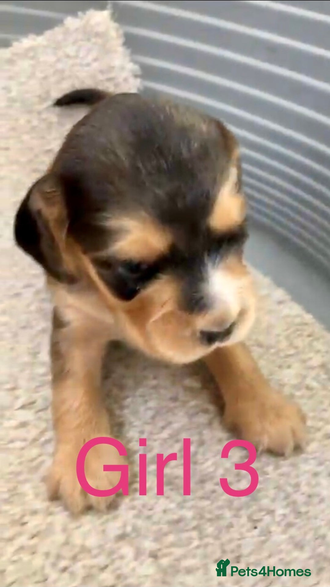 Cocker Spaniel dogs for sale: Kc show extensive health tests beautiful colours - Image 25