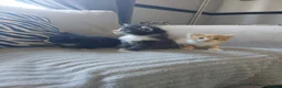 Mixed Breed cats for sale: Beautiful fluffy kittens - Advert 14