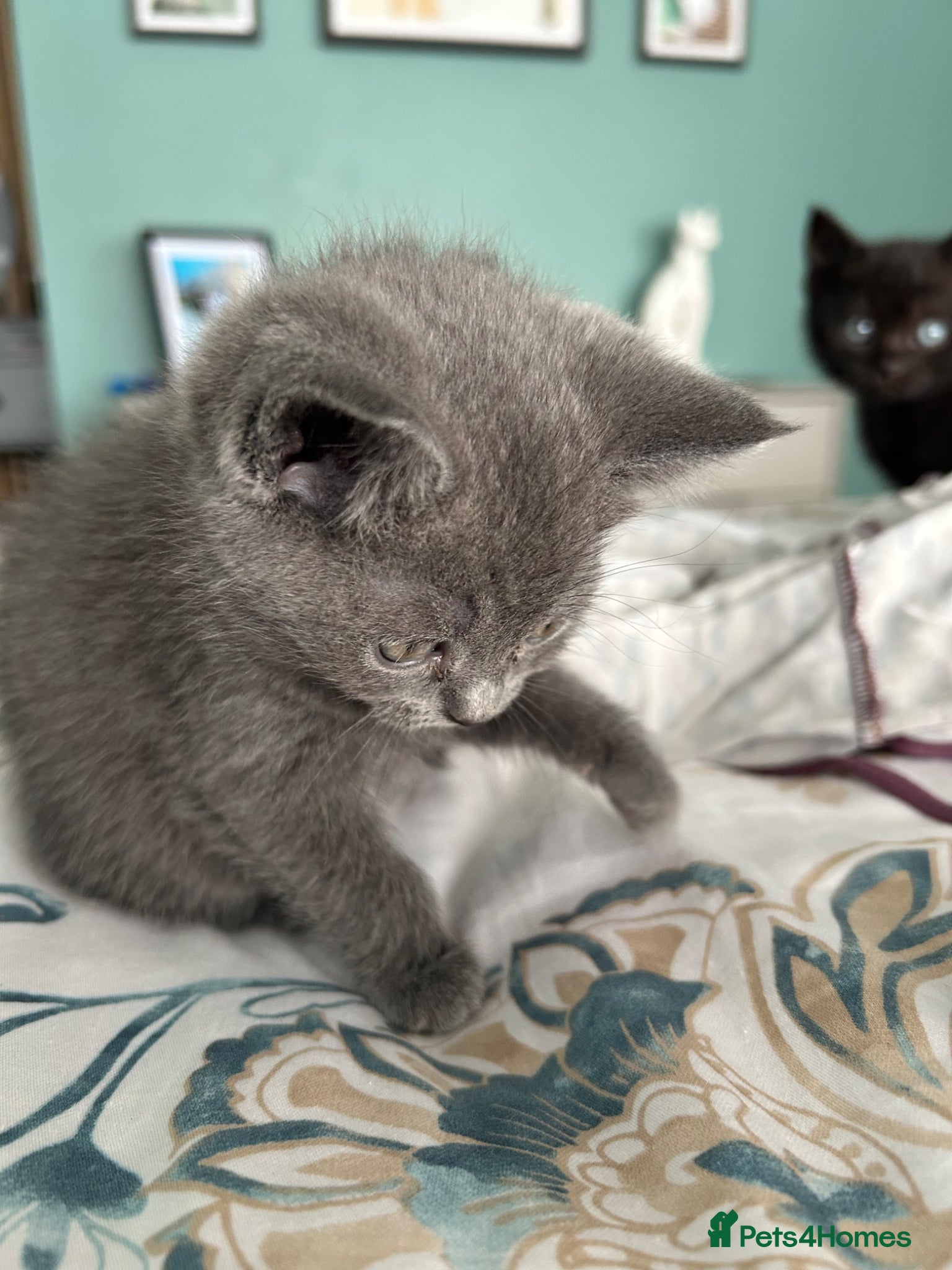 Scottish Fold cats Scottish folds and straights - Advert 1