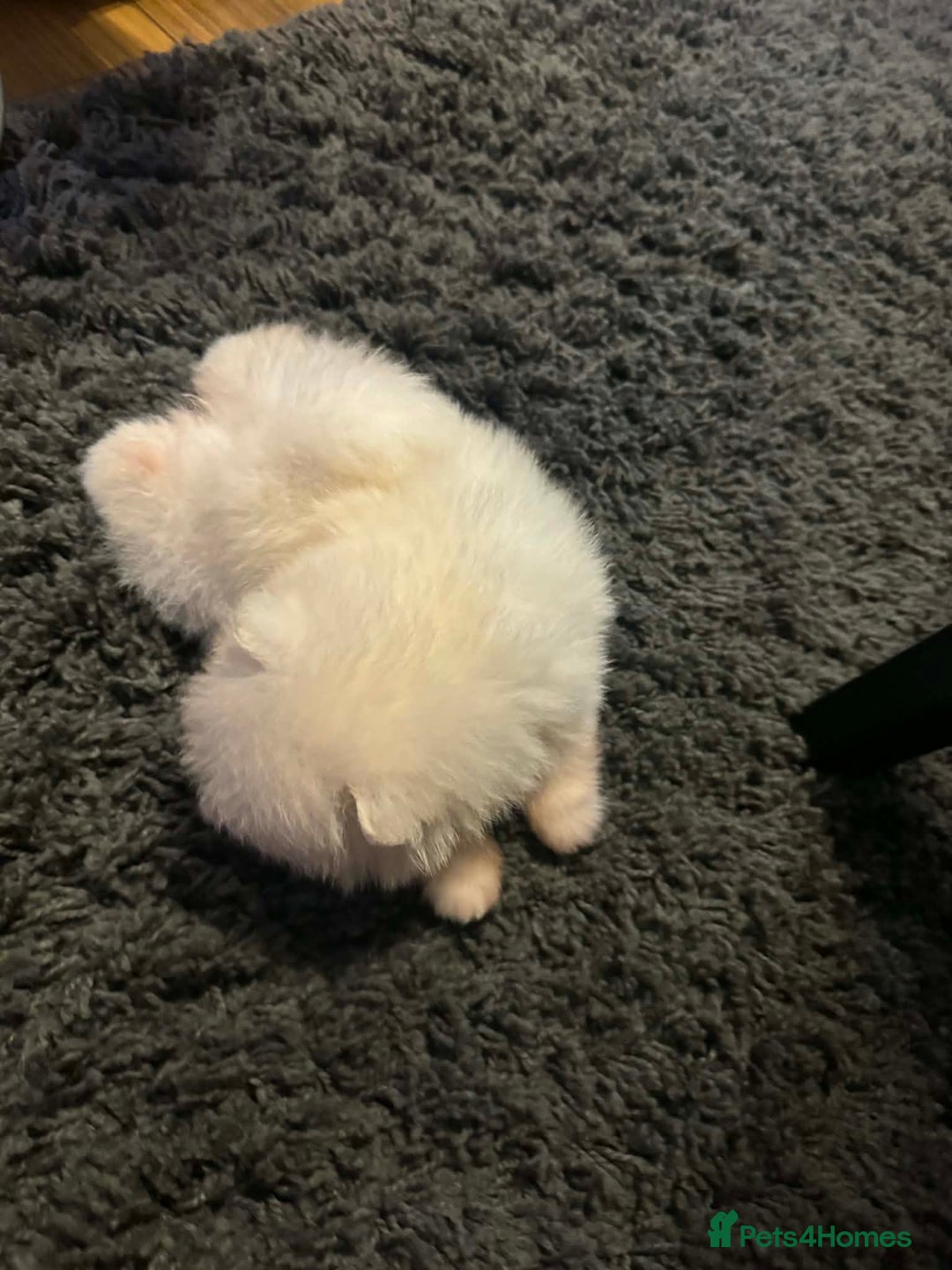 Pomeranian dogs for sale: Tiny white Pomeranian puppy  - Advert 8