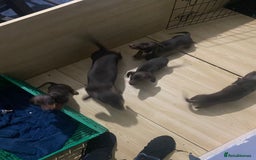 Miniature Dachshund dogs for sale: Two stunning miniature dachshunds lefts - Advert 11