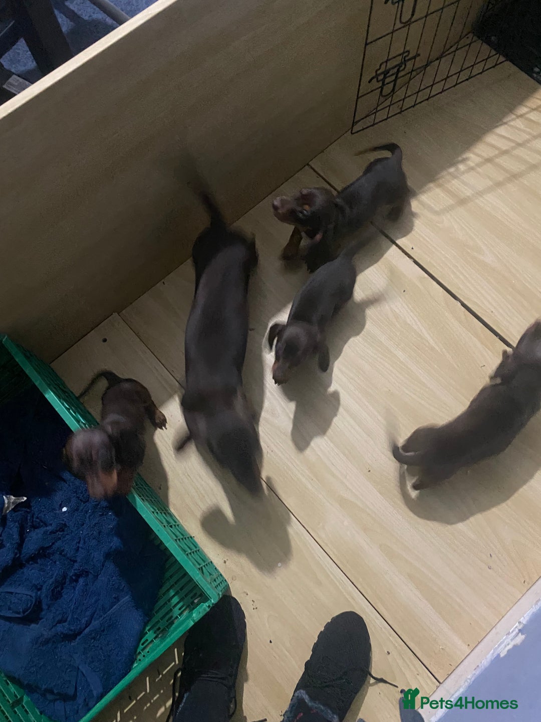 Miniature Dachshund dogs for sale: Two stunning miniature dachshunds lefts - Advert 11