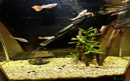 Other/Mixed Breed fish for sale: Guppies with 25L tank  - Image 4