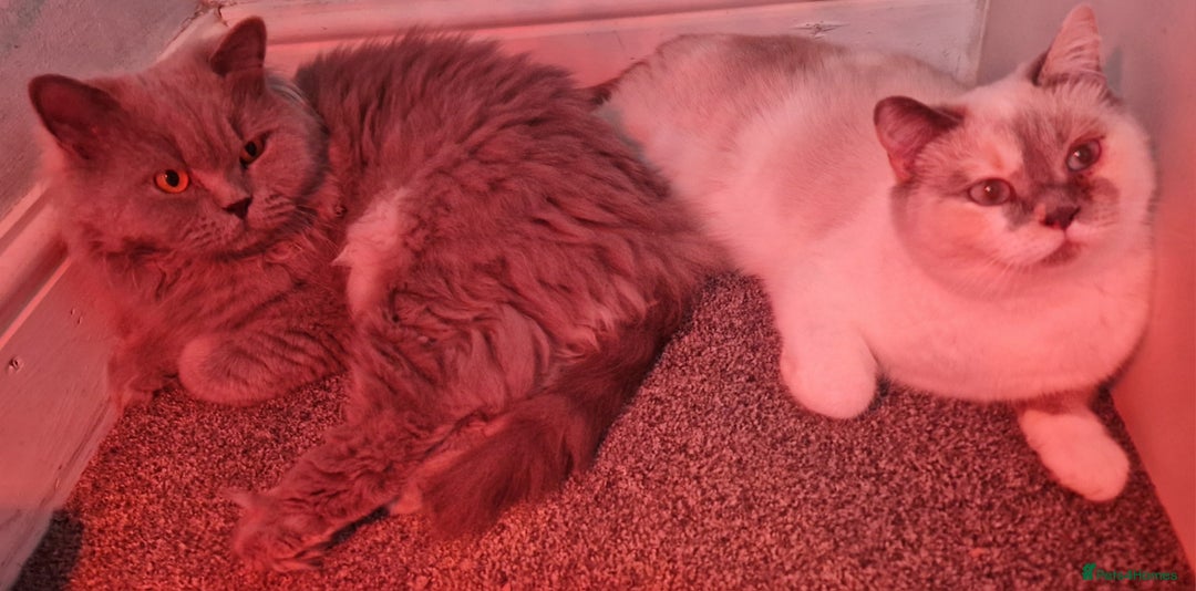 British Shorthair cats for sale: Beautiful Shorthair Kittens  - Advert 4