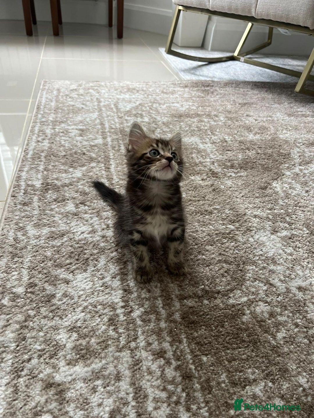 Mixed Breed cats for sale: Kittens available (3 girls & 1 boy) - Image 10