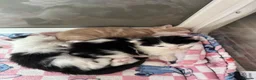 Mixed Breed cats for sale: Beautiful half Maine coon ginger and grey kittens  - Advert 16
