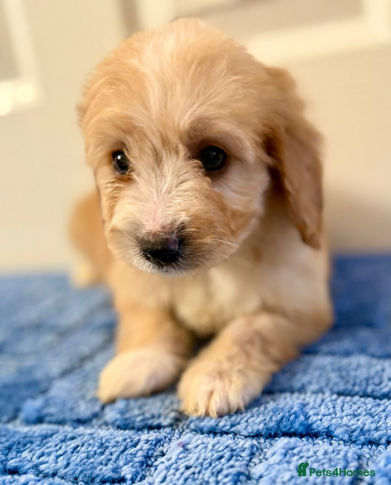 Cockapoo dogs Only boys left  - Advert 6