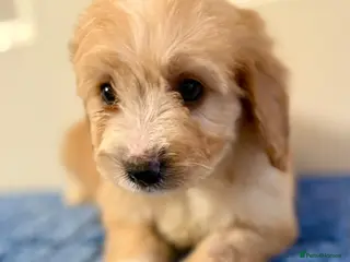 Cockapoo dogs Only boys left - Advert 6