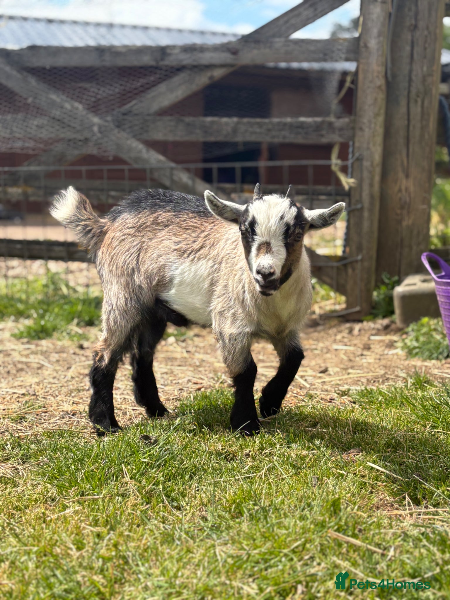 Goats livestock Pygmy goat buckling for sale - Advert 5