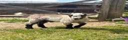 Goats livestock for sale: Pygmy goat buckling for sale - Advert 1