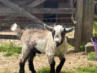 Goats livestock Pygmy goat for sale (open to offers) - Advert 6