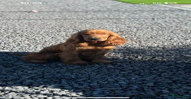 Cocker Spaniel dogs - Advert 11