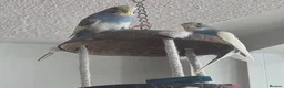 Parrots birds for sale: Raised Parrots Ready to Join Your Family in Stoke-on-Trent - Advert 2