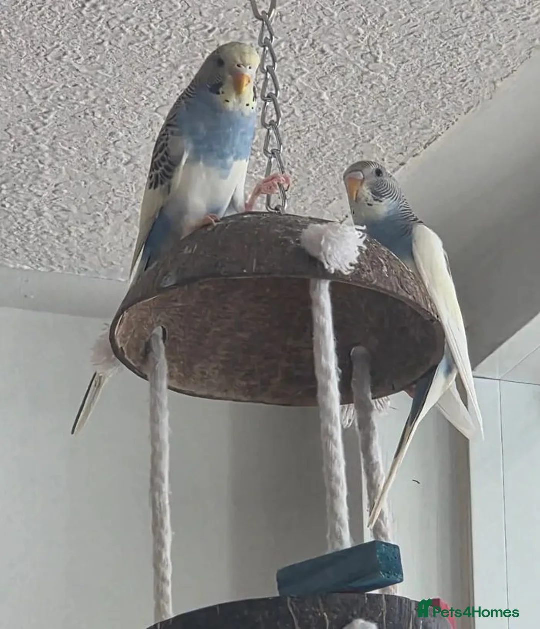 Parrots birds for sale: Raised Parrots Ready to Join Your Family in Stoke-on-Trent - Advert 2