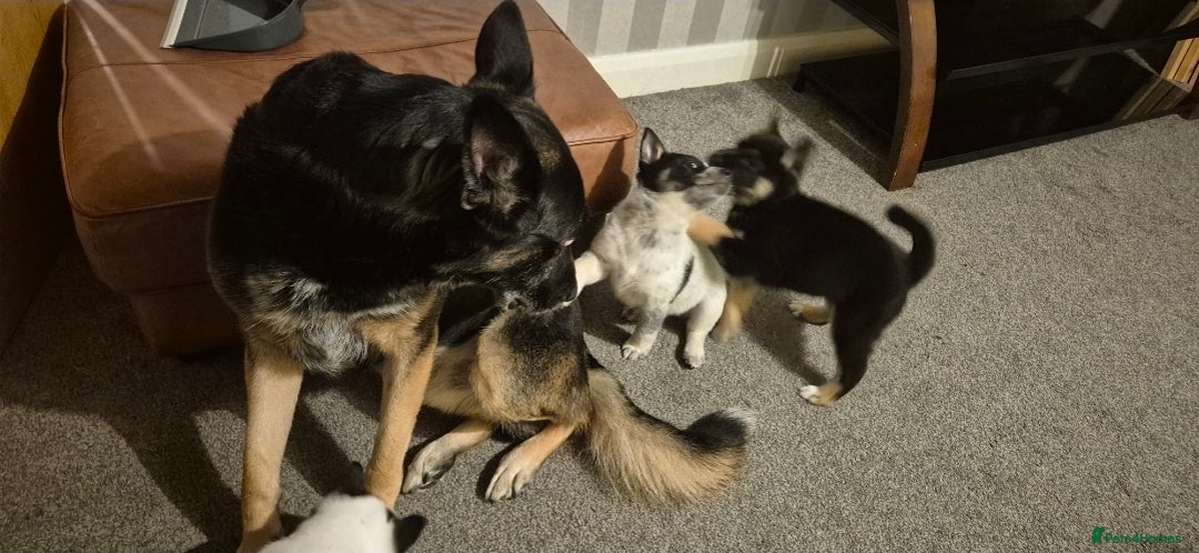 German Shepherd dogs for sale: Gsd x Rottweiler x Deerhound - Marley 💕 - Advert 19