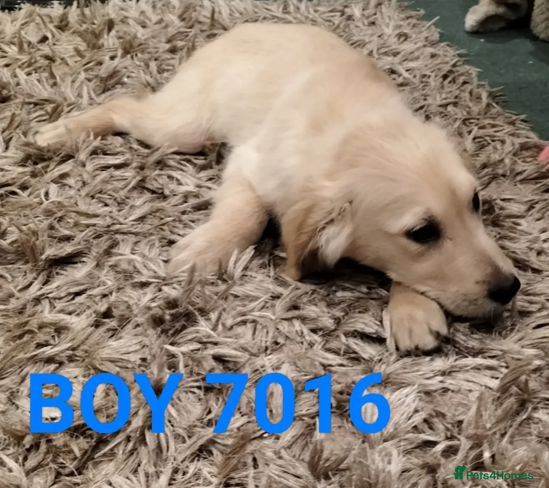 Golden Retriever dogs for sale: GOLDEN RETRIEVER PUPS - Advert 23