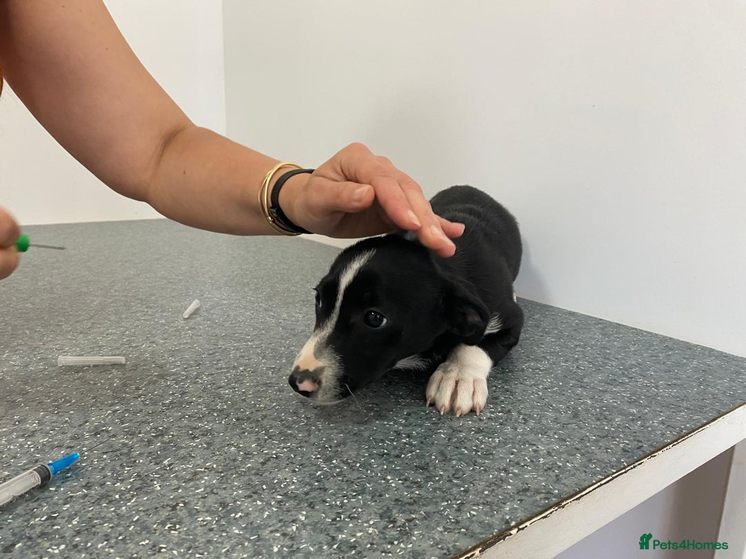 Mixed Breed dogs for adoption: Meet LUNA, a Lovely Puppy Girl - for a Loving Home - Image 26