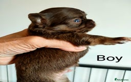 Chihuahua dogs for sale: Only one beautiful boy left,he's totally stunning  - Image 16