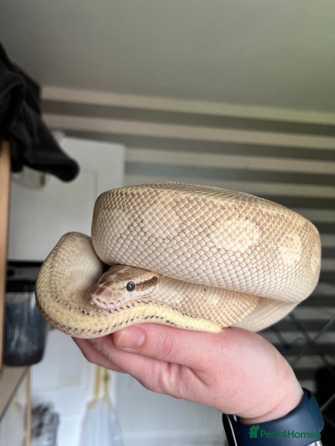 Python Snake reptiles for sale: Royal Python - Image 2