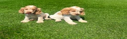 Cocker Spaniel dogs for sale: Beautiful kc reg show cockers READY NOW  - Advert 10